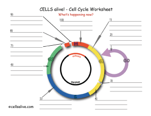 Cell Cycle WS - Cells Alive