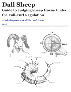 dall sheep guide to judging sheep horns under full curl regulation