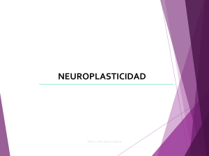 neuroplasticidad