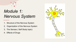 Chapter 1- Nervous system (1)