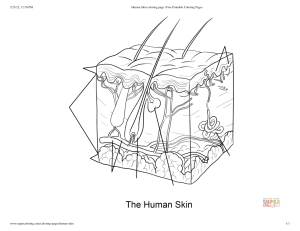 Human Skin coloring page   Free Printable Coloring Pages