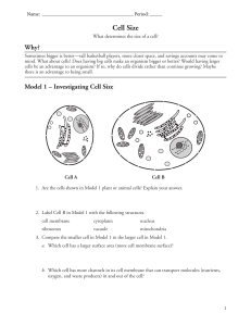 7. Cell Size Worksheet