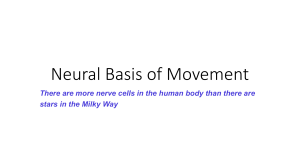 Neural Basis of Movement