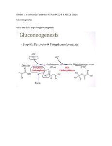 Gluconeogenesiss Notes
