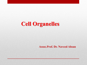 Cell Organelle New
