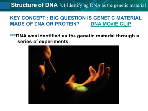 DNA structure (2)