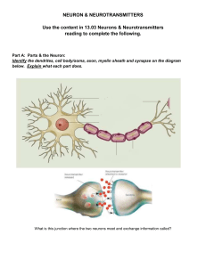 Copy of Neuron & Neurotransmitters MT