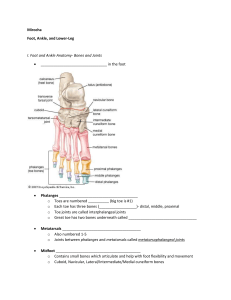 Foot Ankle Anatomy Mirocha STUDENT (1)