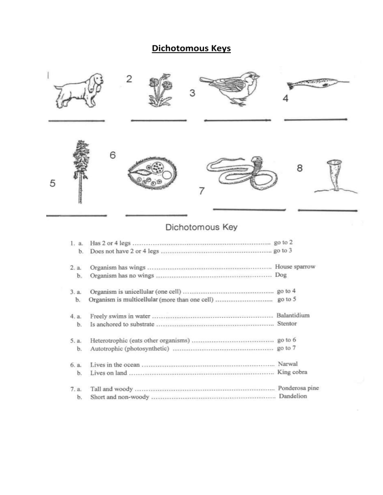 Dichotomous Keys Worksheet