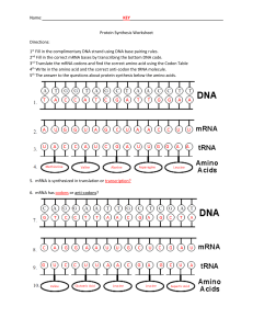 protein synthesis worksheet key