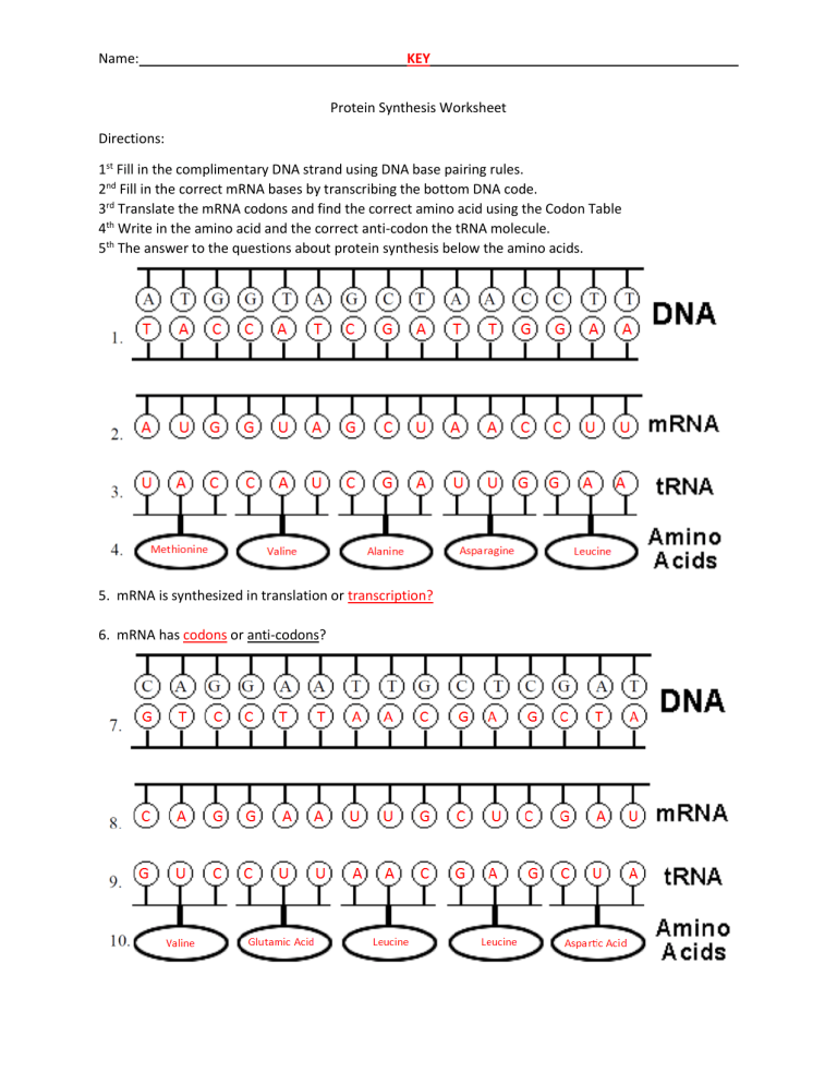protein synthesis worksheet study guide