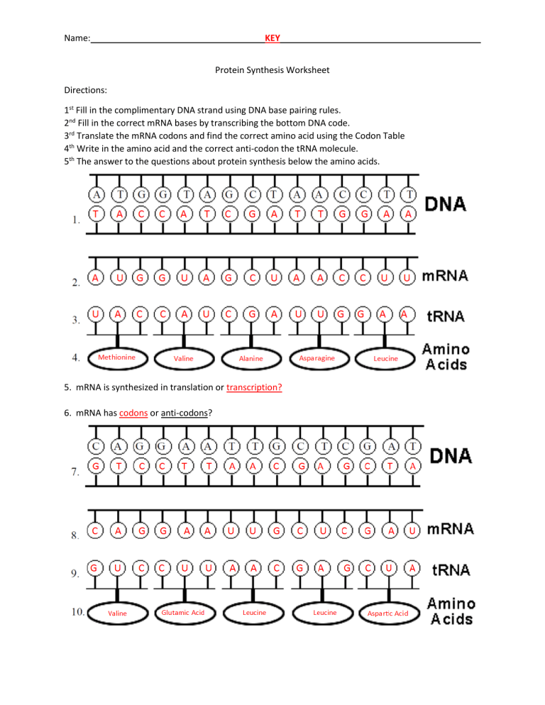 Protein Synthesis Worksheet Key