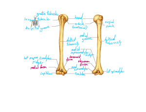Blank Humerus - labeled