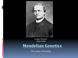 Mendelian Genetics PowerPoint