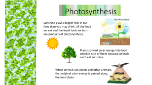 Photosynthesis overview 2022