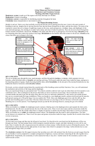 Respiratory and Circulatory Key Concept