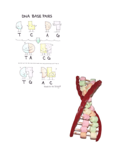DNA diagrams - licorice