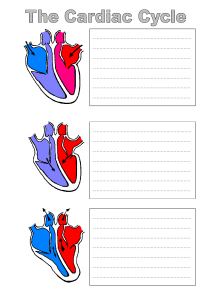 cardiac cycle worksheet 2