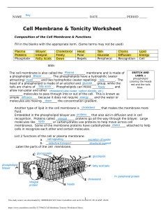 Cell Membrane Tonicity Worksheet Key