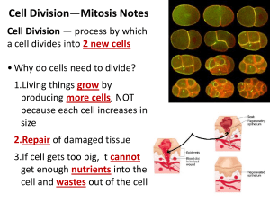 mitosis powerpoint