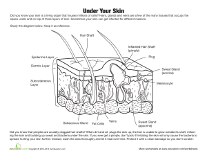 skin-diagram