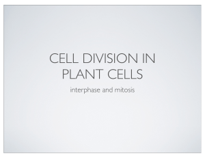 Plant Cell Mitosis