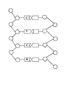 DNA structure (1)