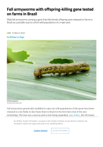 Fall armyworms with offspring-killing gene tested on farms in Brazil   New Scientist