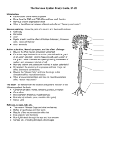 Exam study guide - nervous system 21-22