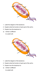 bacterium diagram