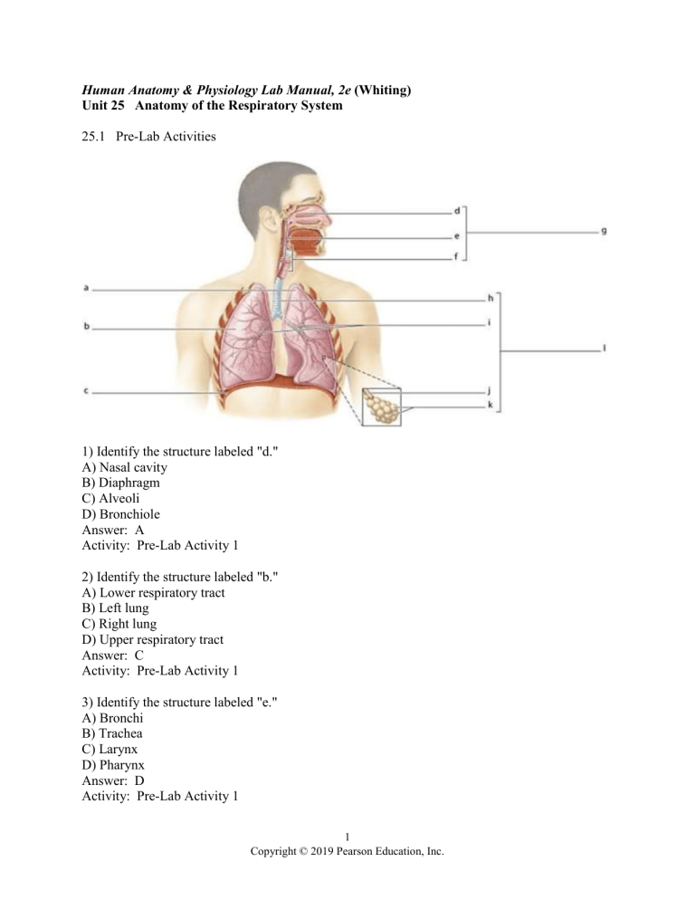 Review Sheet Anatomy Of Respiratory System