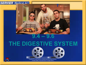 9.3 Digestive System