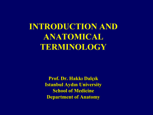 L1 introduction & anatomical terminology