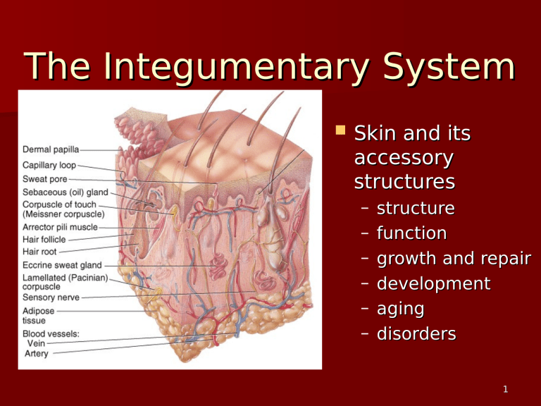 Integumentary System.ppt