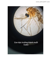 Culex Mosquito Image