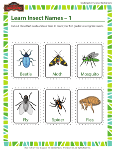 learn-insect-names-1