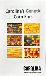Carolina's Genetic Corn Ears