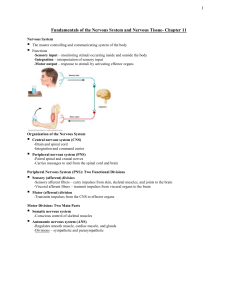 Nervous System Fundamentals: Structure & Function