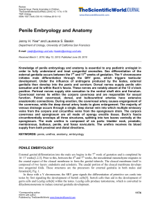 Penile Embryology and Anatomy