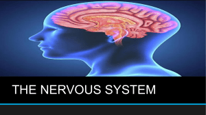 THE NERVOUS SYSTEM PPT