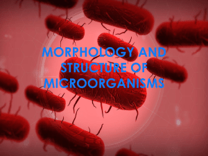 02. Morphology and structure of microorganisms.pptx