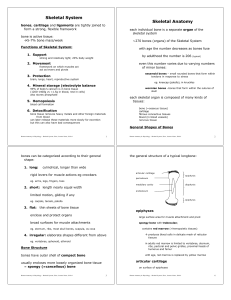 Skeletal System Anatomy: Lecture Notes