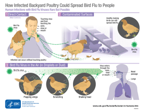 Avian Flu Transmission to Humans
