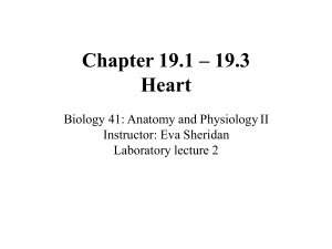 Lecture 2 - Heart-converted