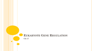 14 Eukaryote Transcription Regulation