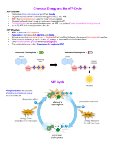 Overview of Photosynthesis Student Notes 