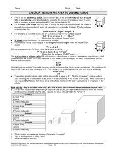 Microsoft Word - Worksheet - SA to V ratio worksheet with key.doc