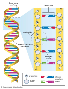 DNA Structure Diagram: Double Helix, Base Pairs