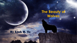 The Beauty of Wolves