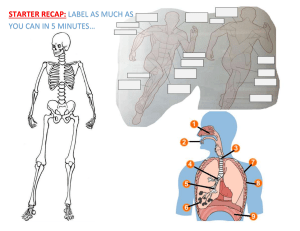 Blank diagrams to label- Skeletal, respiratory, muscular